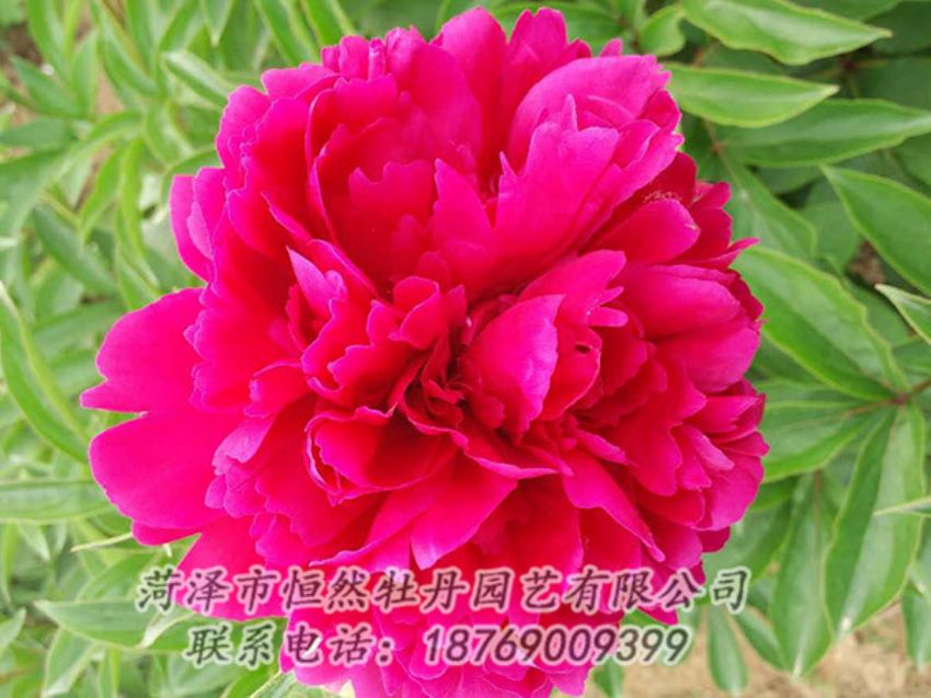 點(diǎn)擊查看詳細(xì)信息<br>標(biāo)題：紅色芍藥 閱讀次數(shù)：969