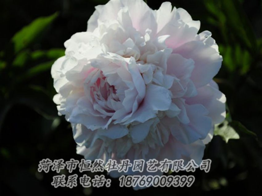 點(diǎn)擊查看詳細(xì)信息<br>標(biāo)題：粉色芍藥 閱讀次數(shù)：1105