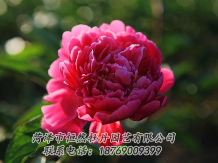 點(diǎn)擊查看詳細(xì)信息<br>標(biāo)題：大紅赤金 閱讀次數(shù)：1011