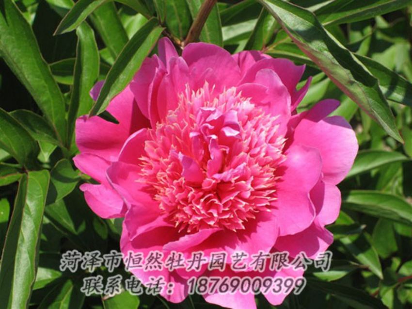 點(diǎn)擊查看詳細(xì)信息<br>標(biāo)題：紅繡球 閱讀次數(shù)：973