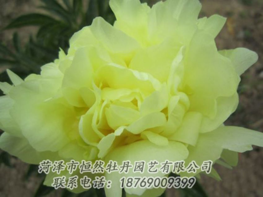 點(diǎn)擊查看詳細(xì)信息<br>標(biāo)題：黃色芍藥 閱讀次數(shù)：1178