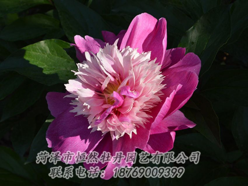 點擊查看詳細信息<br>標題：紅色芍藥 閱讀次數(shù)：1176