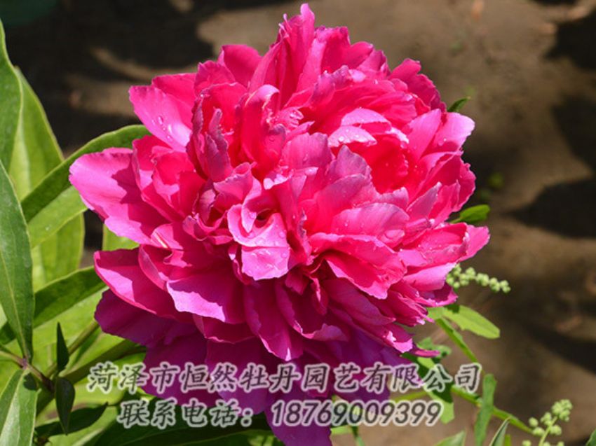 點擊查看詳細信息<br>標題：紅色芍藥 閱讀次數(shù)：1078