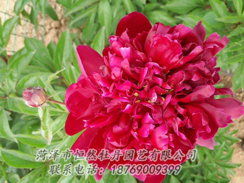 點擊查看詳細信息<br>標題：紅色芍藥 閱讀次數(shù)：1124