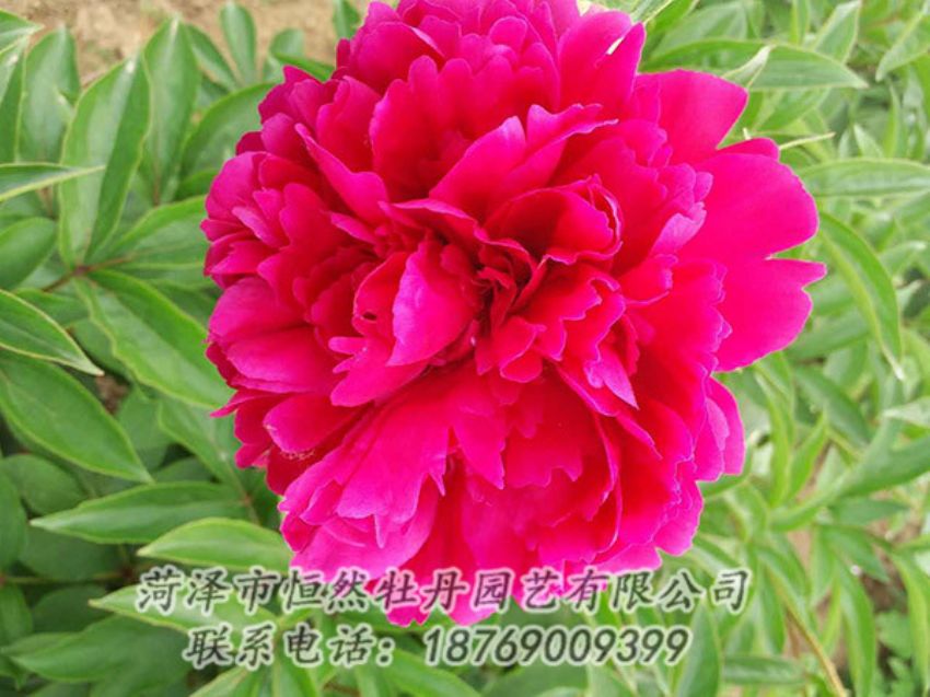 點擊查看詳細信息<br>標題：紅色芍藥 閱讀次數(shù)：1190