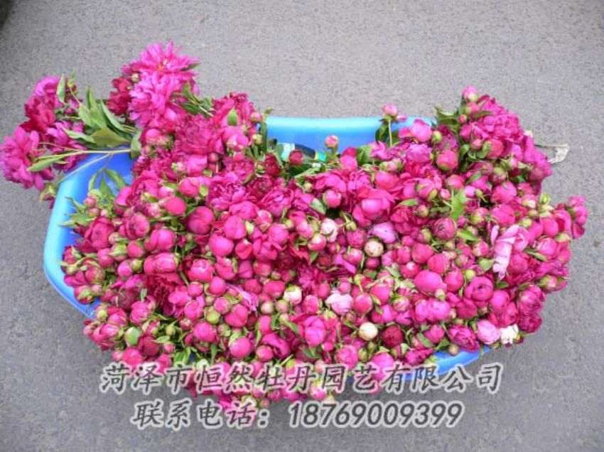 點(diǎn)擊查看詳細(xì)信息<br>標(biāo)題：芍藥切花 閱讀次數(shù)：1938