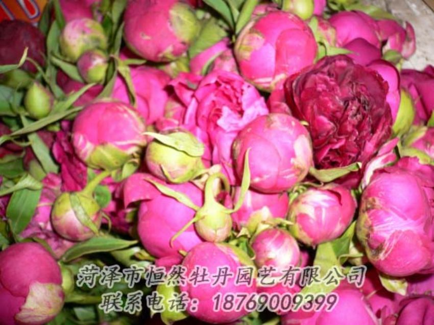 點(diǎn)擊查看詳細(xì)信息<br>標(biāo)題：芍藥切花 閱讀次數(shù)：1945